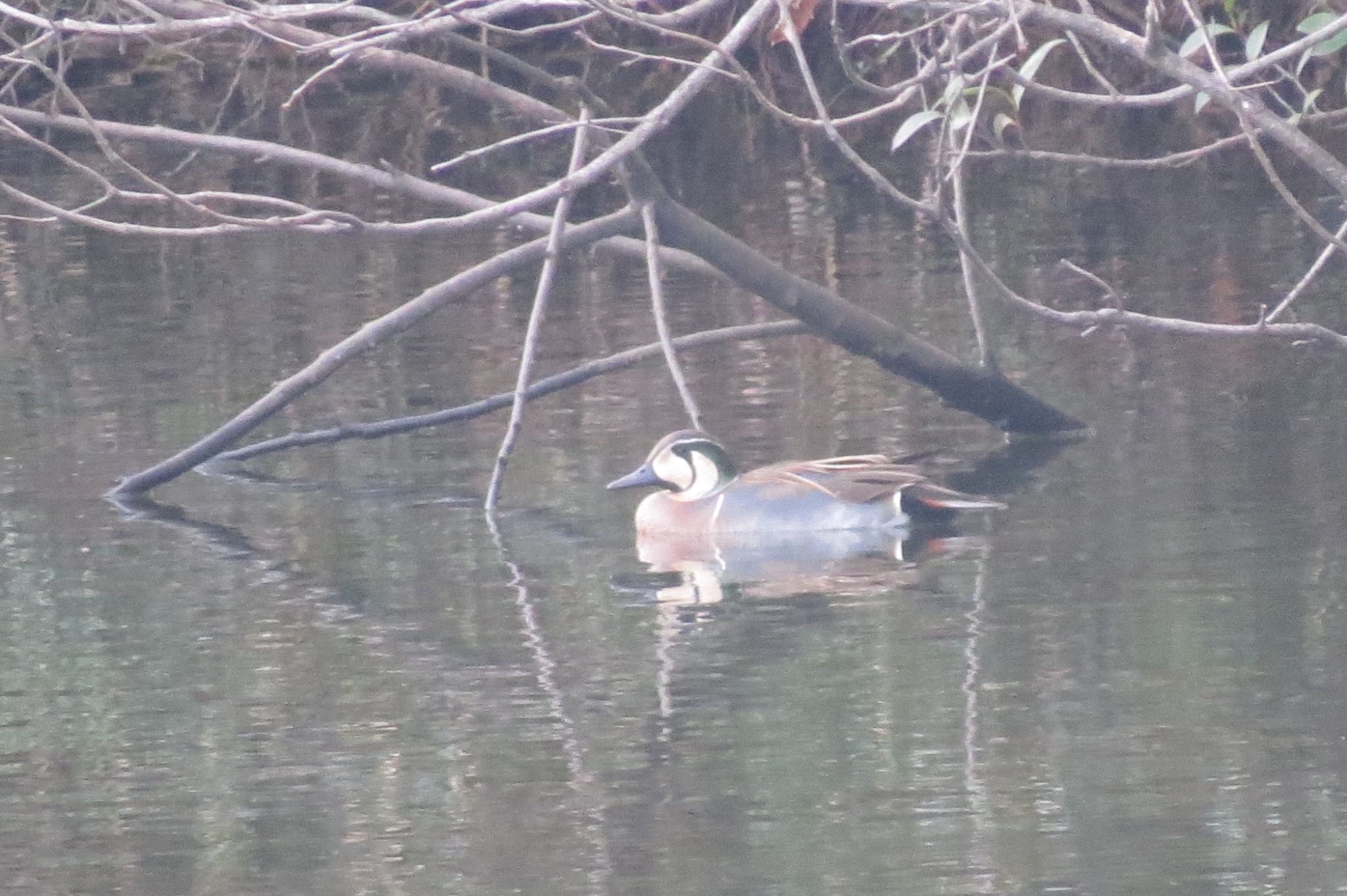 Baikal Teal