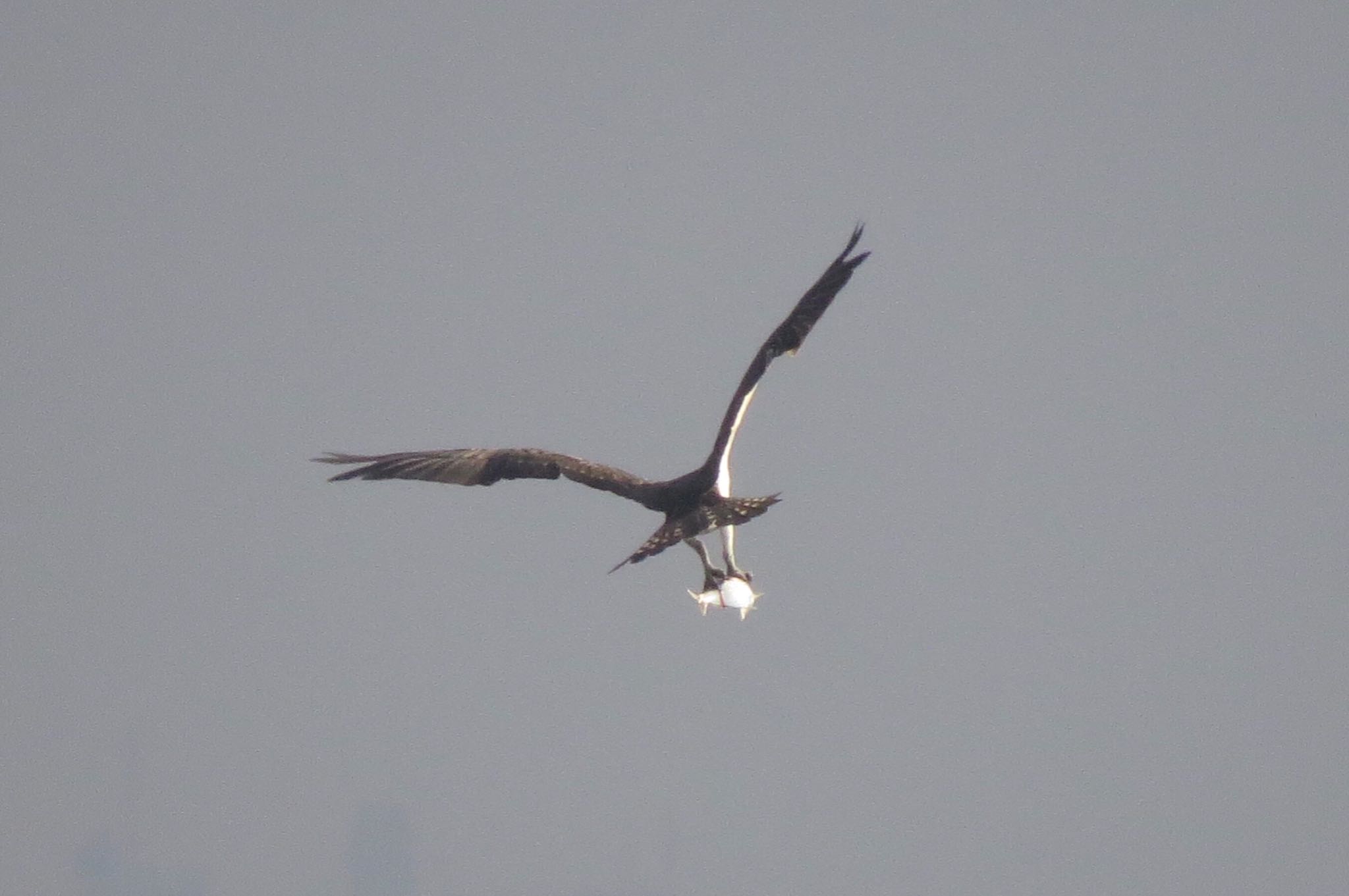 ふなばし三番瀬海浜公園 ミサゴの写真 by 鳥人間