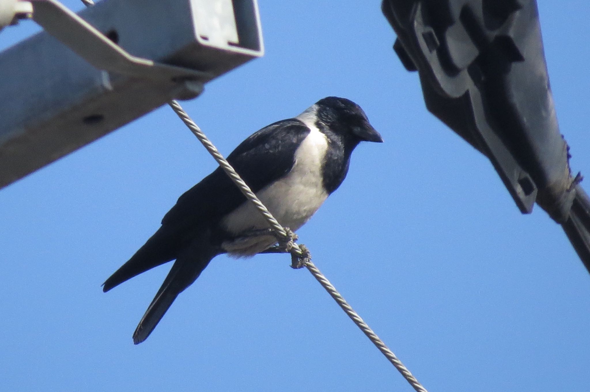 Photo of Daurian Jackdaw at Watarase Yusuichi (Wetland) by 鳥人間