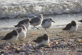 2020年1月8日(水) ふなばし三番瀬海浜公園の野鳥観察記録