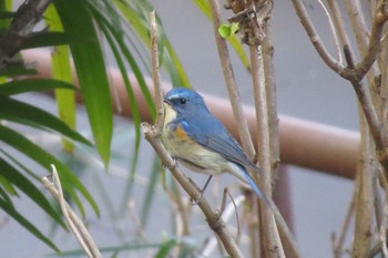 2020年1月21日(火) 井の頭公園の野鳥観察記録