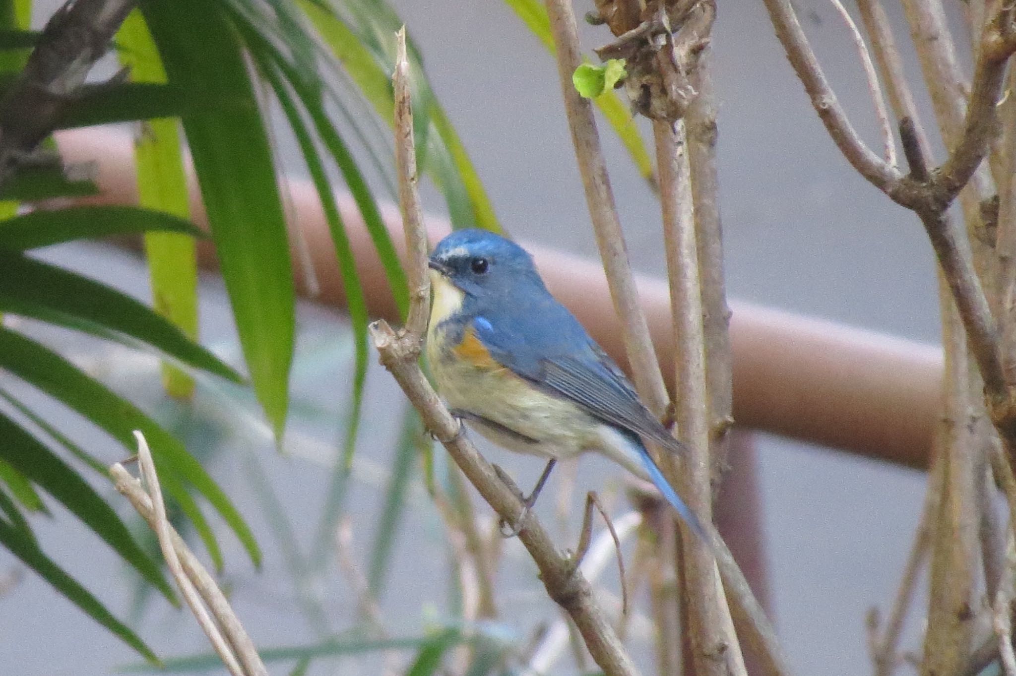 Red-flanked Bluetail