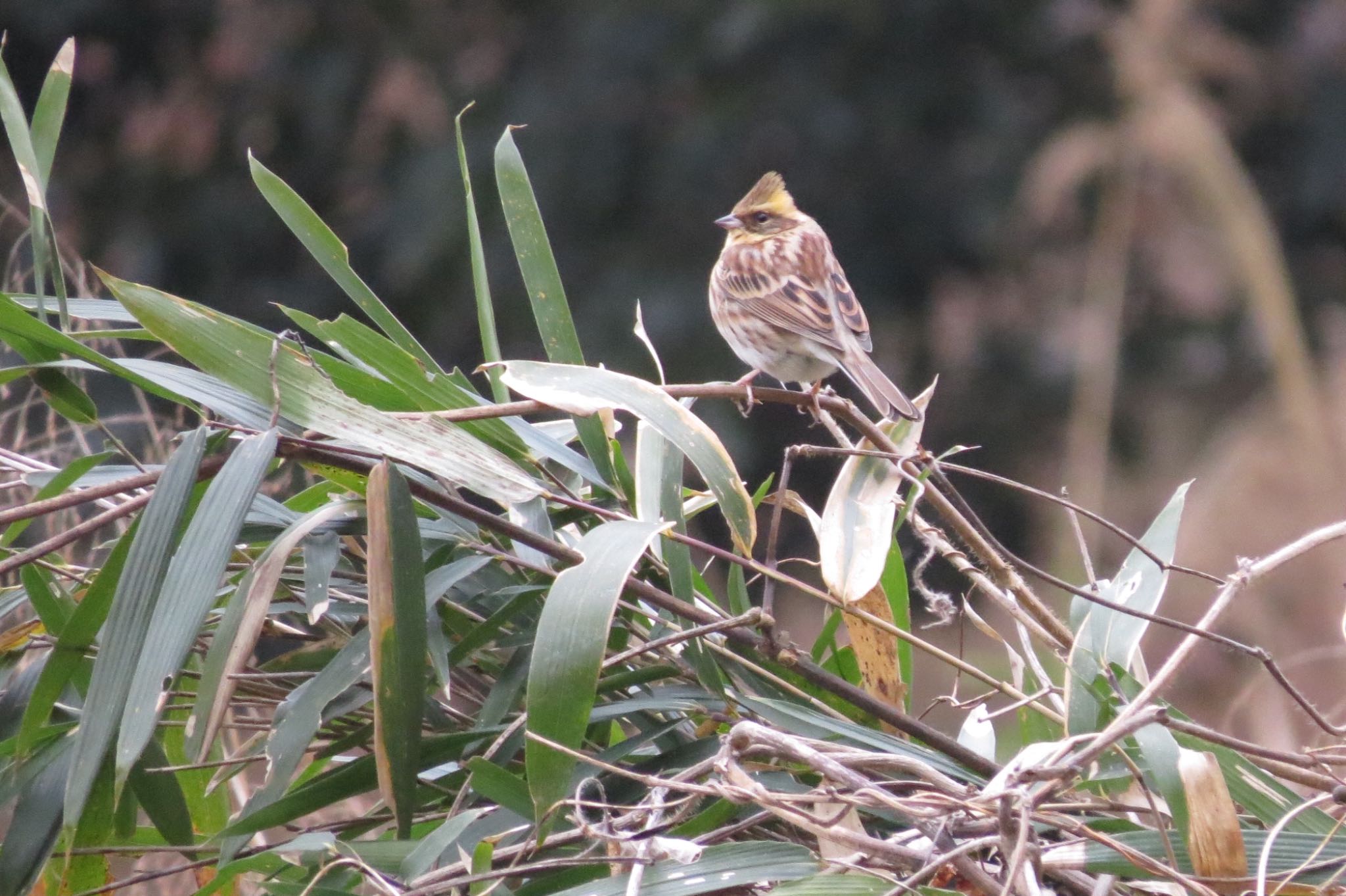 Photo of Yellow-throated Bunting at 武蔵丘陵森林公園 by 鳥人間