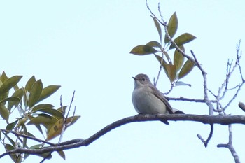 Red-breasted Flycatcher Akashi Park Sat, 2/1/2020