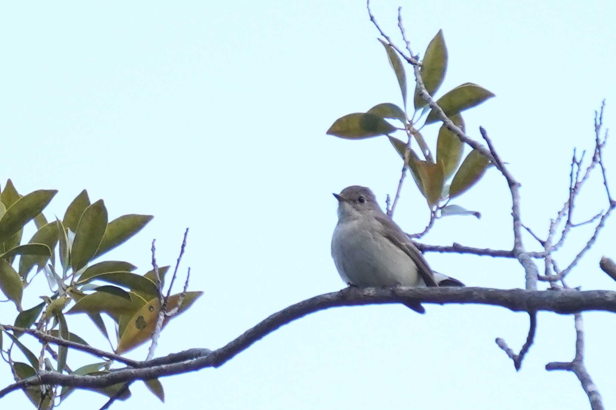 Photo of Red-breasted Flycatcher at Akashi Park by nearco