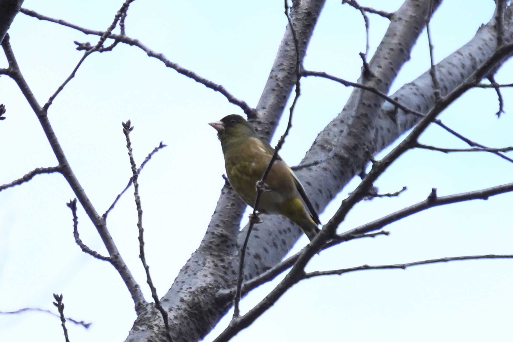 明石公園 カワラヒワの写真 by nearco