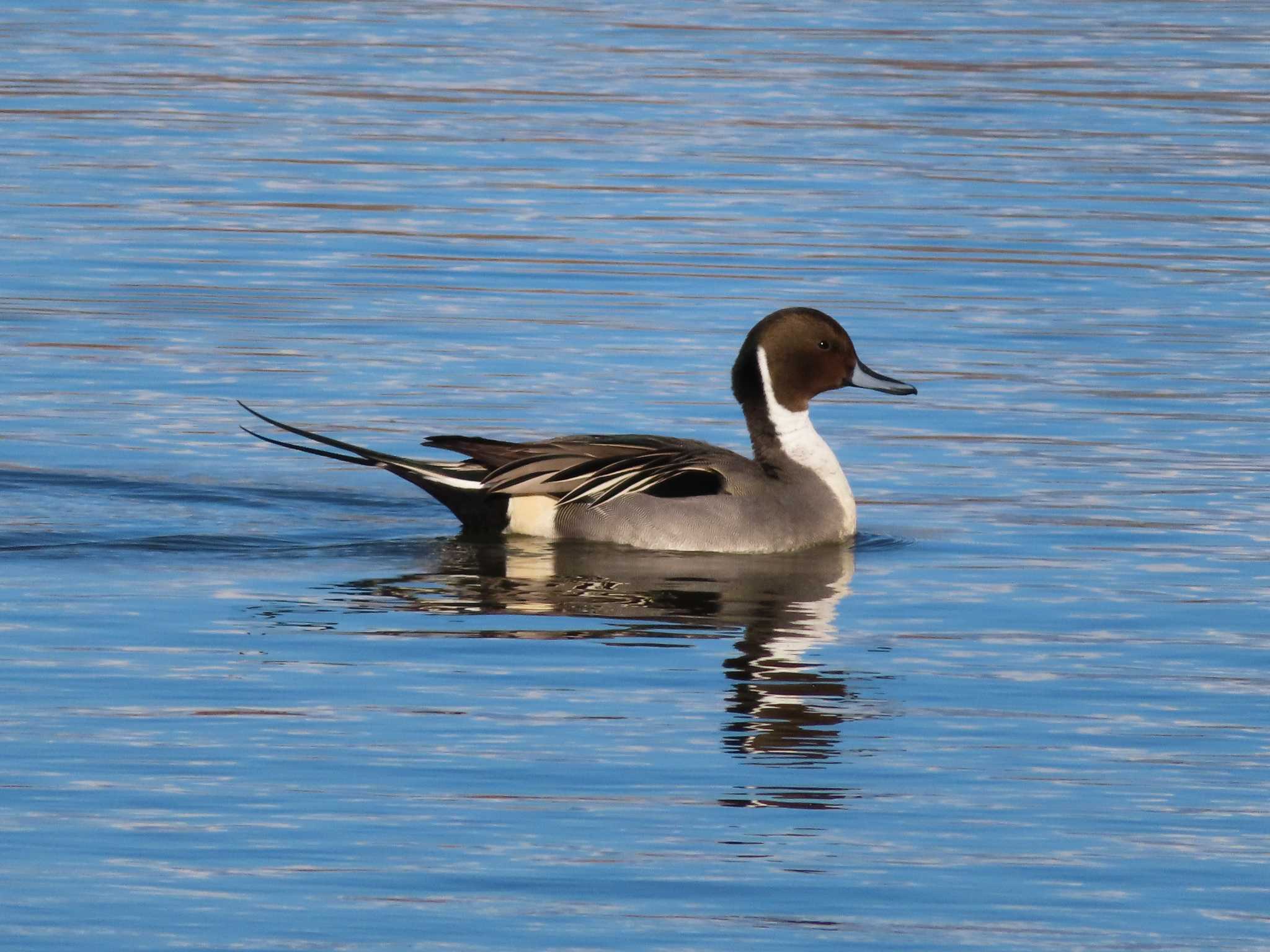 Photo of Northern Pintail at まつぶし緑の丘公園 by kou