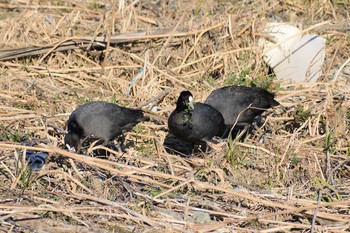 2020年2月1日(土) 多摩川二ヶ領宿河原堰の野鳥観察記録