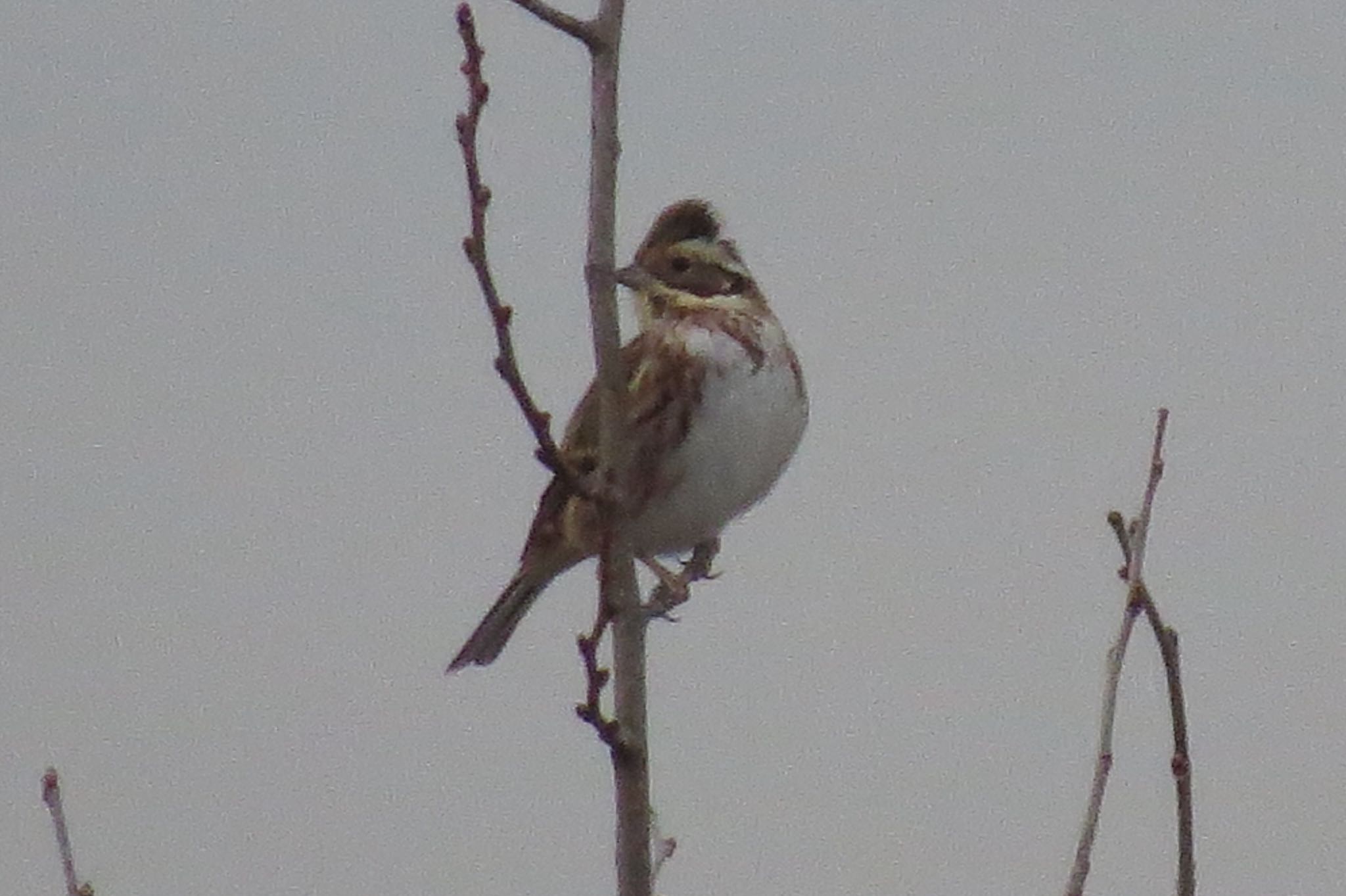 Photo of Rustic Bunting at 芝川第一調節池(芝川貯水池) by 鳥人間