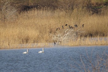 Sun, 1/5/2020 Birding report at 芝川第一調節池(芝川貯水池)