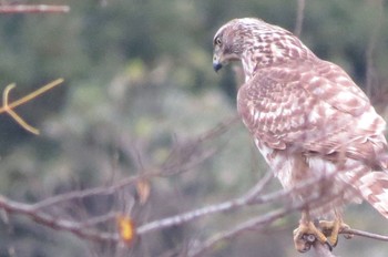 オオタカ 葛西臨海公園 2019年12月21日(土)