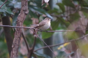 オジロビタキ 葛西臨海公園 2019年12月21日(土)