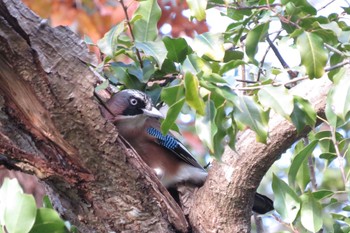 カケス 宝が池公園 2019年12月31日(火)