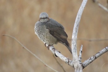 2019年12月23日(月) 芝川第一調節池(芝川貯水池)の野鳥観察記録