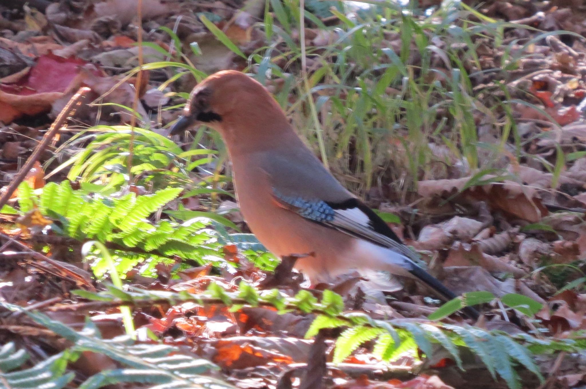 Photo of Eurasian Jay(brandtii) at Shunkunitai by 鳥人間