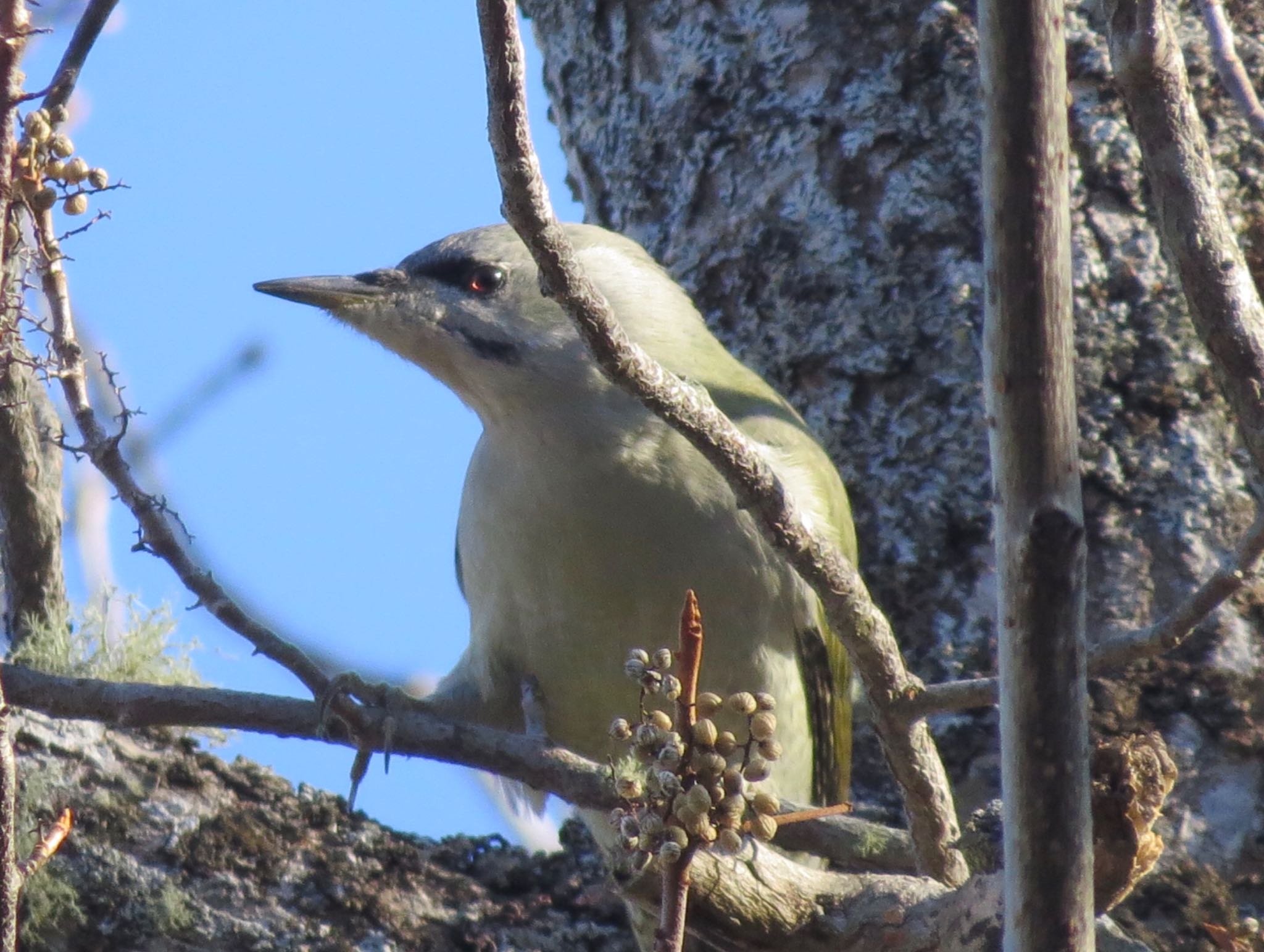 Photo of Grey-headed Woodpecker at Shunkunitai by 鳥人間