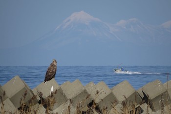 オジロワシ 春国岱原生野鳥公園(根室) 2019年11月13日(水)