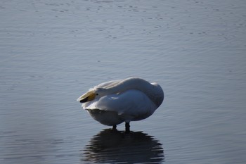 オオハクチョウ 春国岱原生野鳥公園(根室) 2019年11月13日(水)