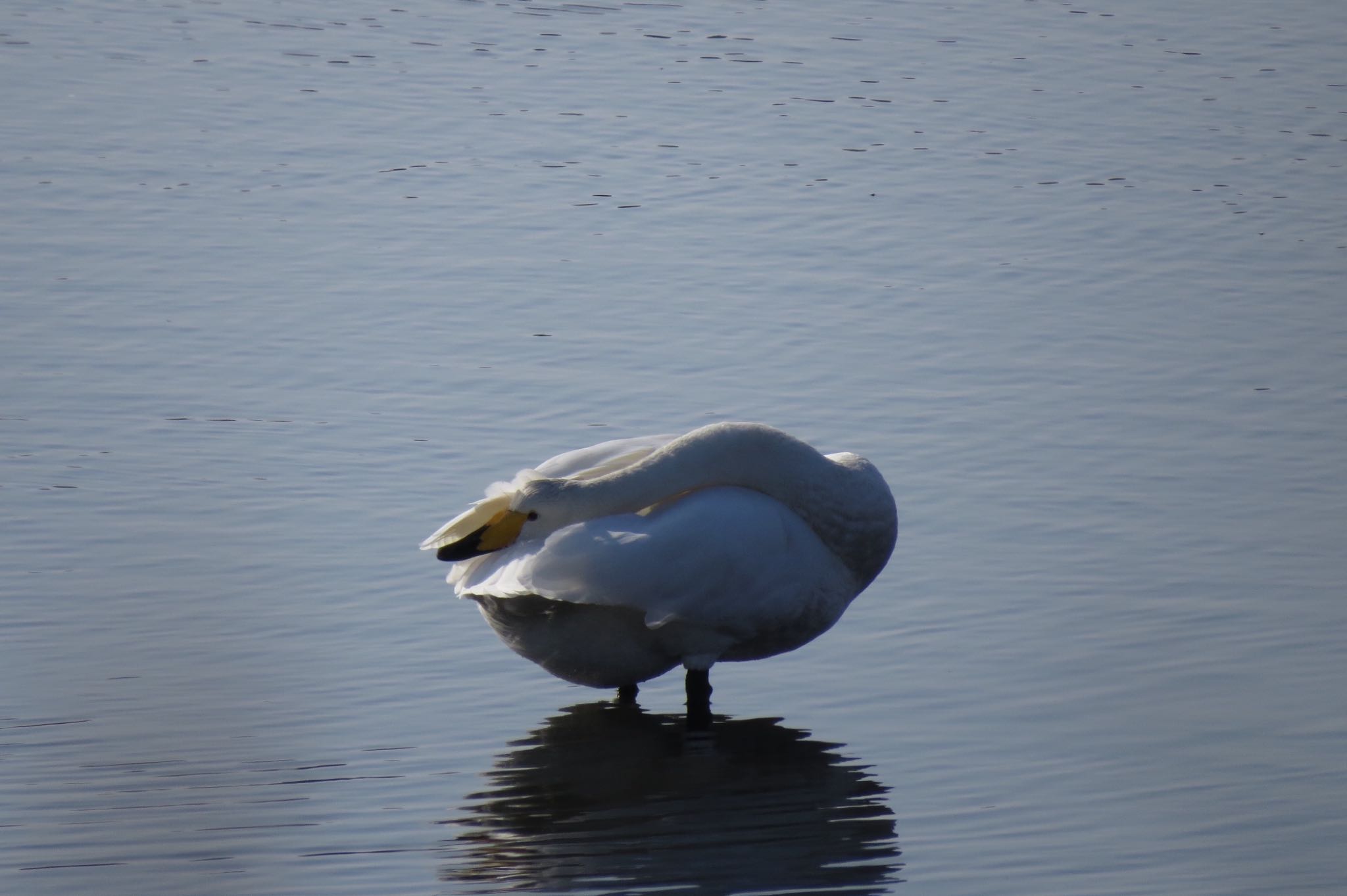 春国岱原生野鳥公園(根室) オオハクチョウの写真 by 鳥人間