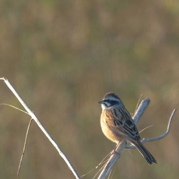 Meadow Bunting さいたま市 Sun, 2/2/2020