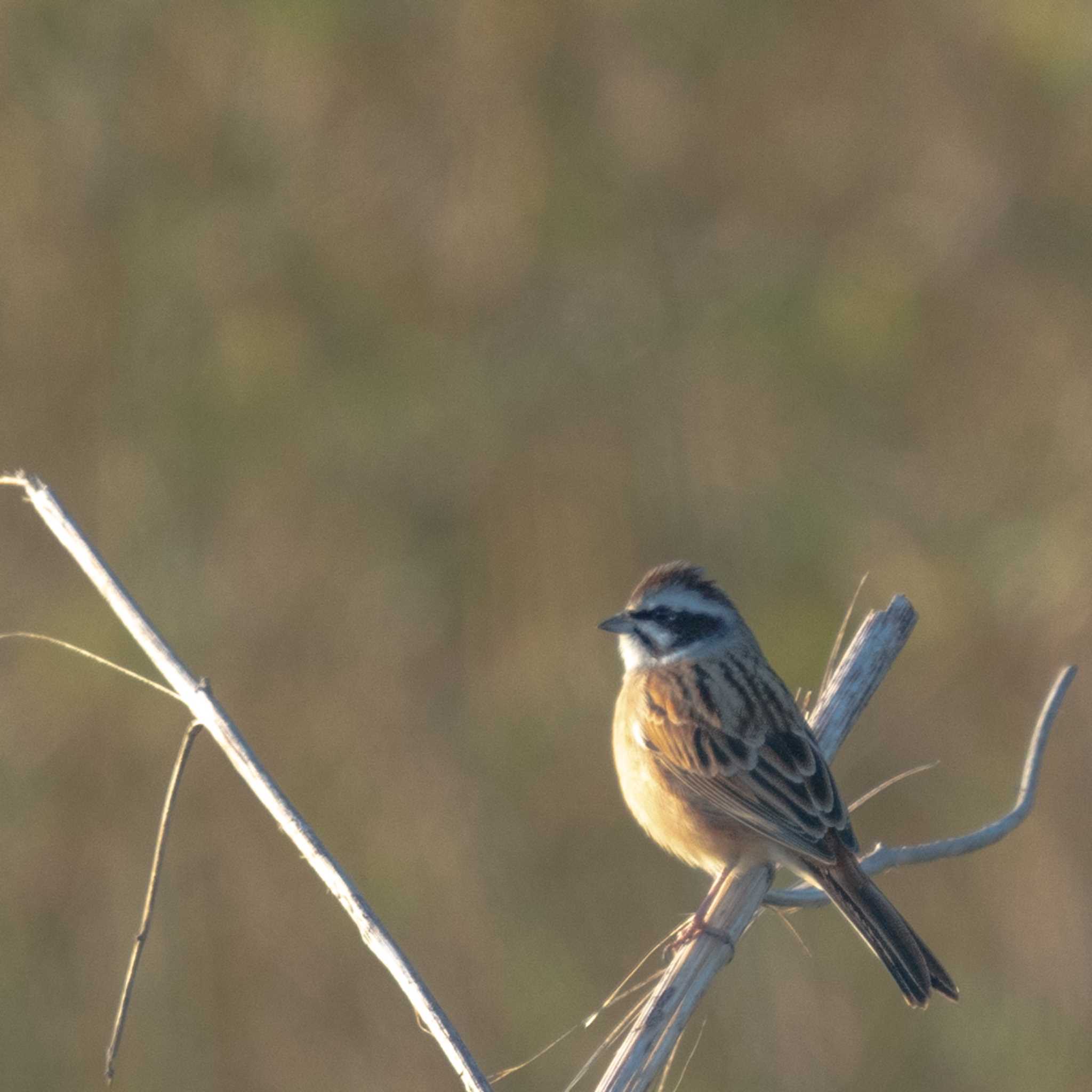 Photo of Meadow Bunting at さいたま市 by bow_wow.69chan