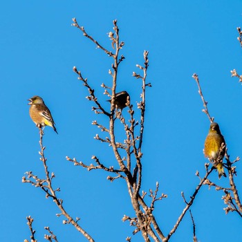 Grey-capped Greenfinch さいたま市 Sun, 2/2/2020