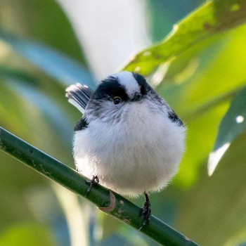 Long-tailed Tit さいたま市 Sun, 2/2/2020