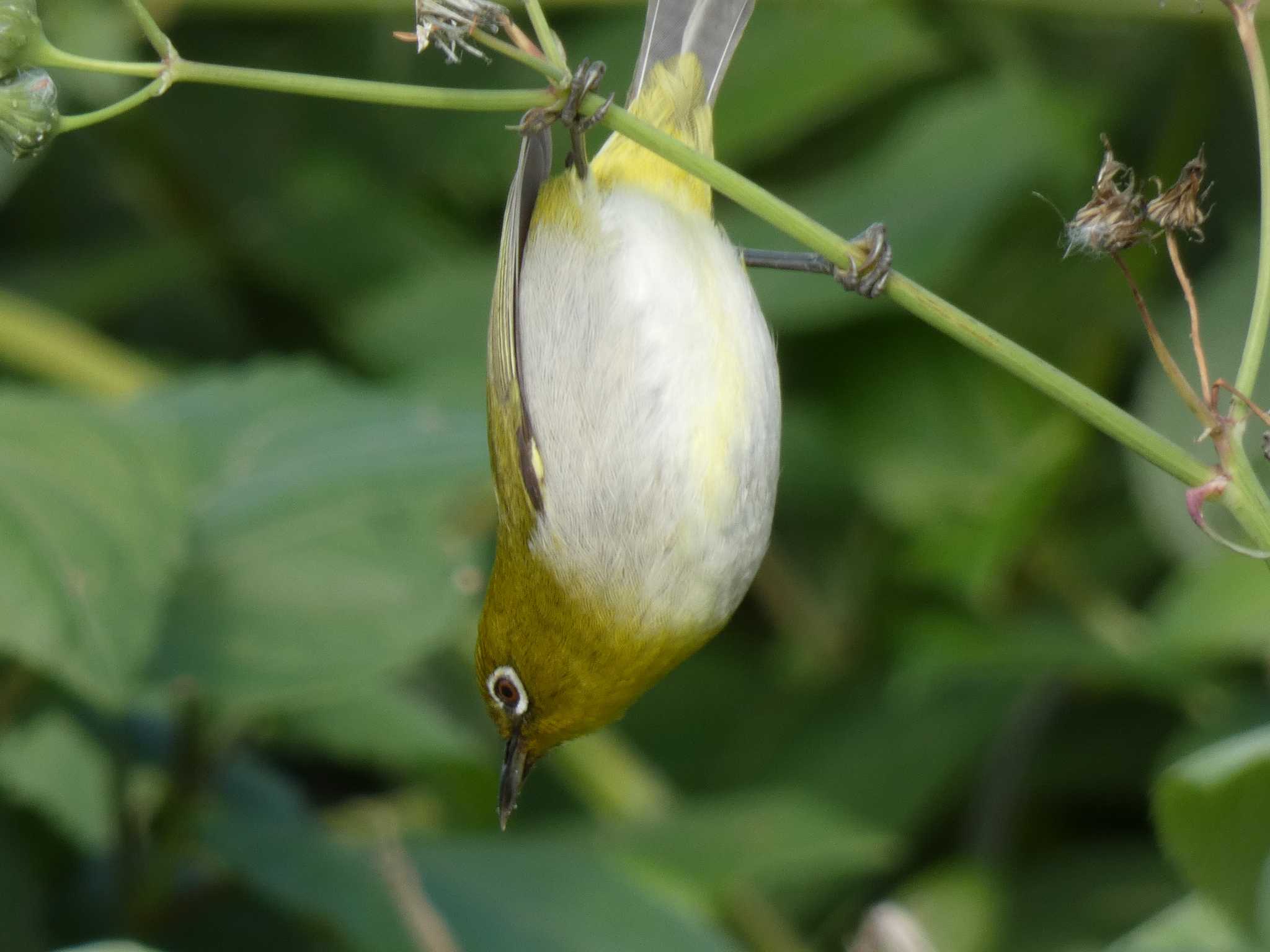 Photo of Japanese White-eye(loochooensis) at Yoron Island by あおこん