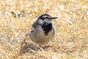 White Wagtail Meiji Jingu(Meiji Shrine) Sun, 2/2/2020