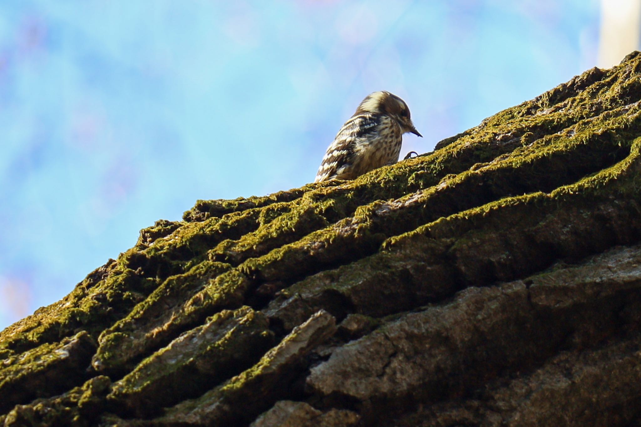Photo of Japanese Pygmy Woodpecker at Meiji Jingu(Meiji Shrine) by amachan