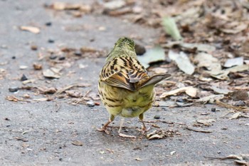 Masked Bunting Meiji Jingu(Meiji Shrine) Sun, 2/2/2020