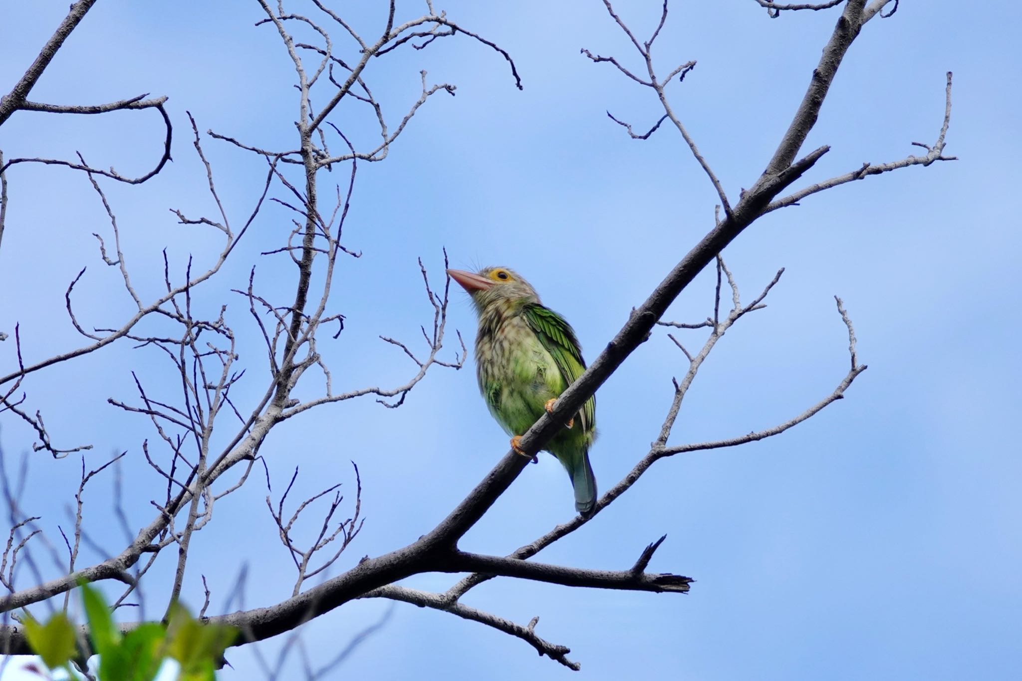 Lineated Barbet