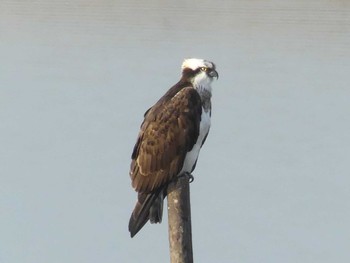 2020年2月2日(日) 大阪南港野鳥園の野鳥観察記録