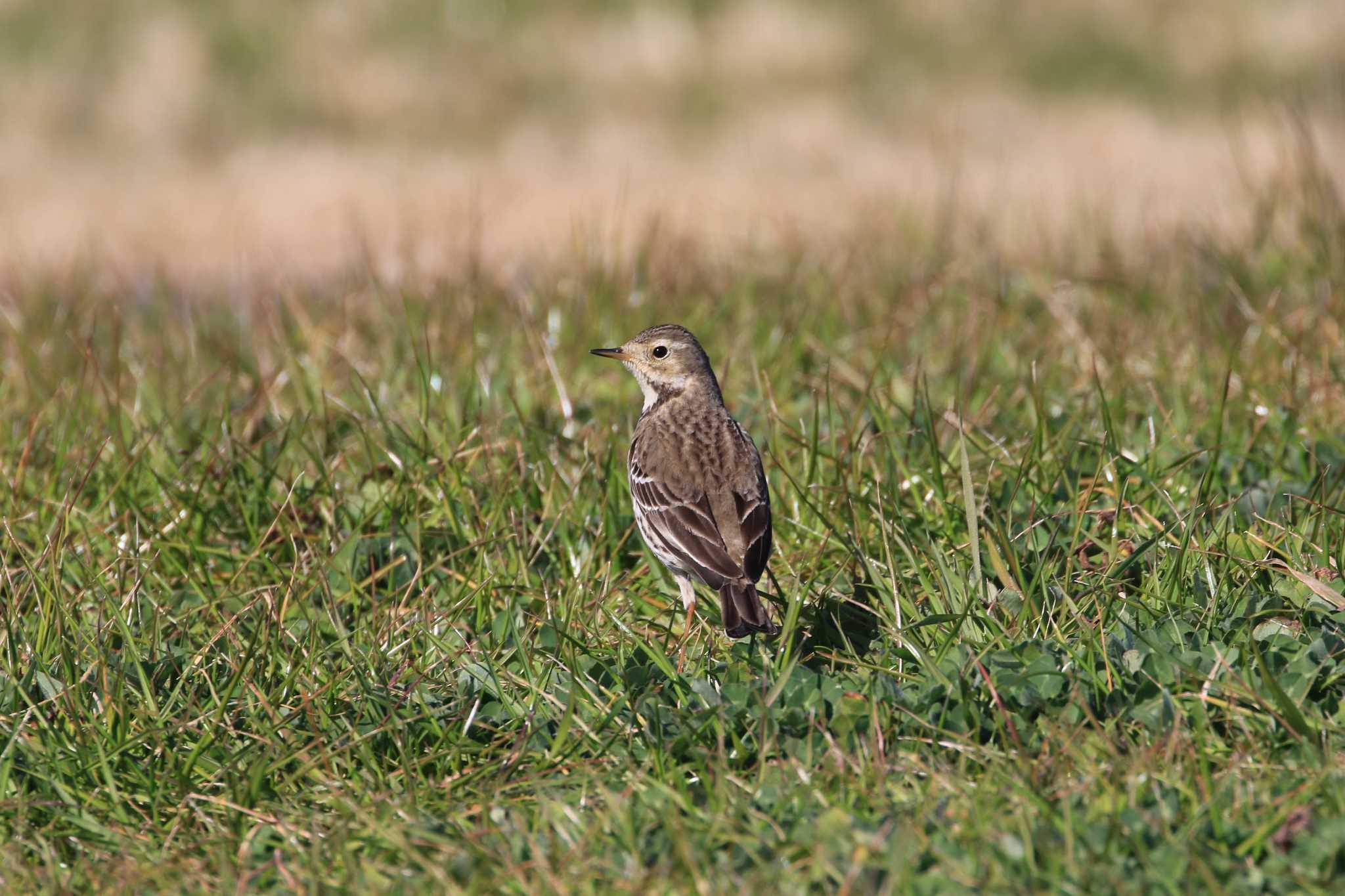 Photo of Water Pipit at 新浦安 by Susumu Harada