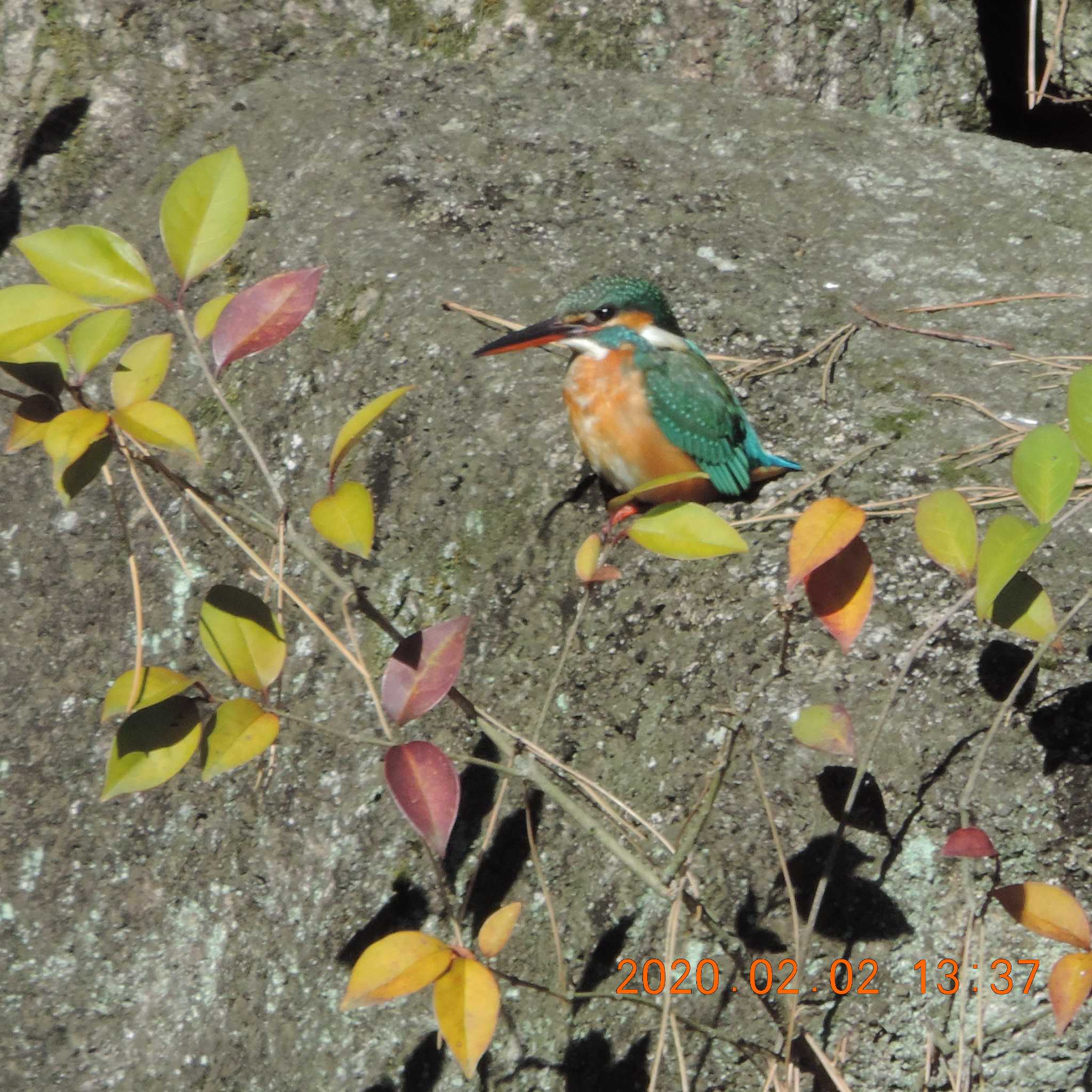 光が丘公園 カワセミの写真 by K2Uchihira