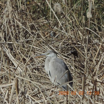 2020年2月2日(日) 光が丘公園の野鳥観察記録