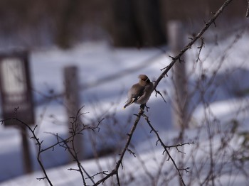 2020年2月2日(日) 戦場ヶ原の野鳥観察記録