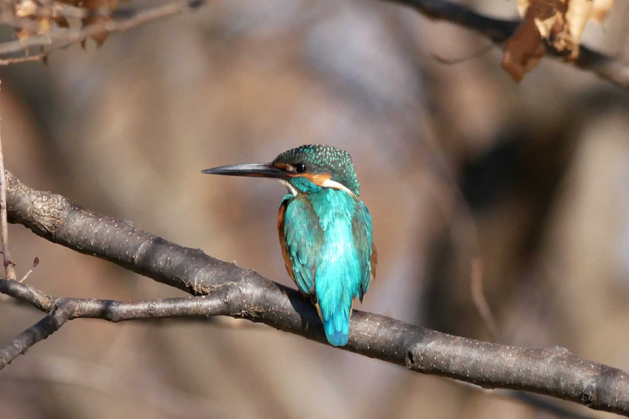 Photo of Common Kingfisher at Mizumoto Park by ぴくるす