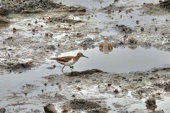 イソシギ Sungei Buloh Wetland Reserve 2019年12月3日(火)