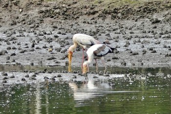 シロトキコウ Sungei Buloh Wetland Reserve 2019年12月3日(火)