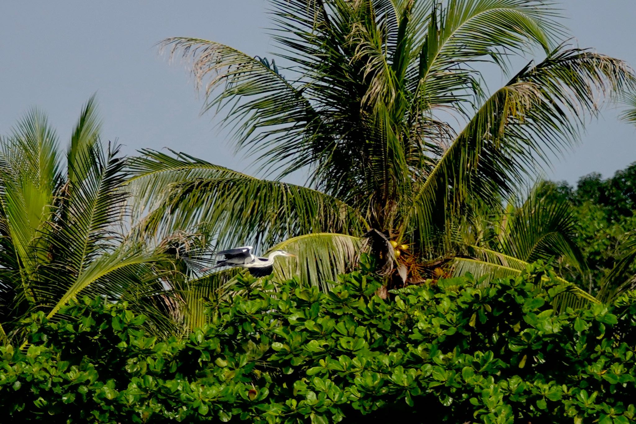 Photo of Grey Heron at Pulau Ubin (Singapore) by のどか