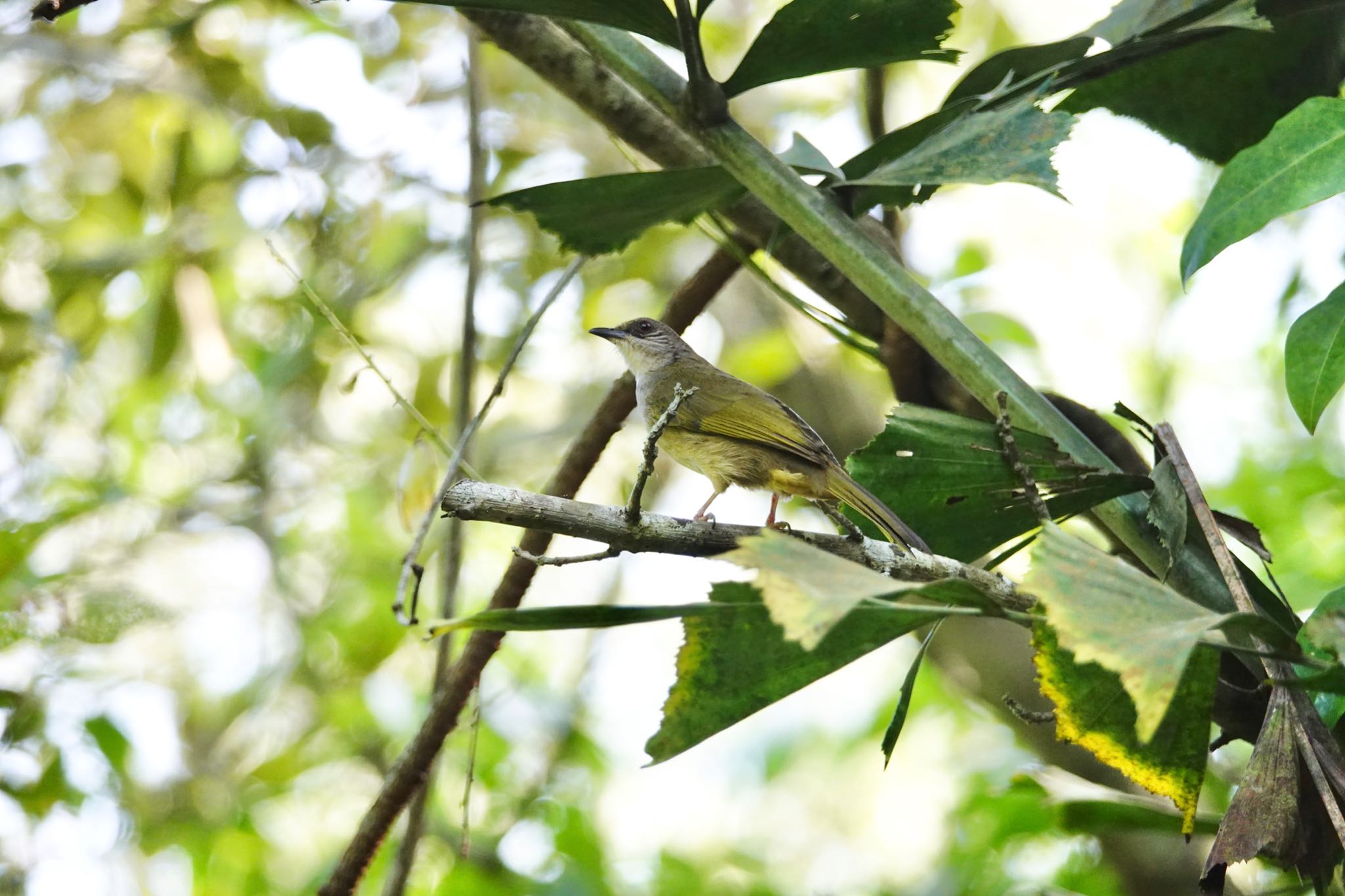 Streak-eared Bulbul