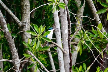 ナンヨウショウビン Sungei Buloh Wetland Reserve 2019年12月3日(火)