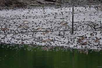 Sungei Buloh Wetland Reserve チュウシャクシギの画像