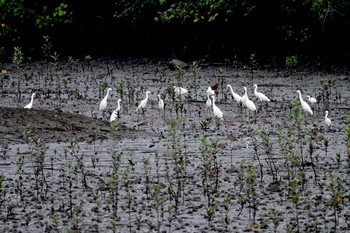 コサギ Sungei Buloh Wetland Reserve 2019年12月3日(火)