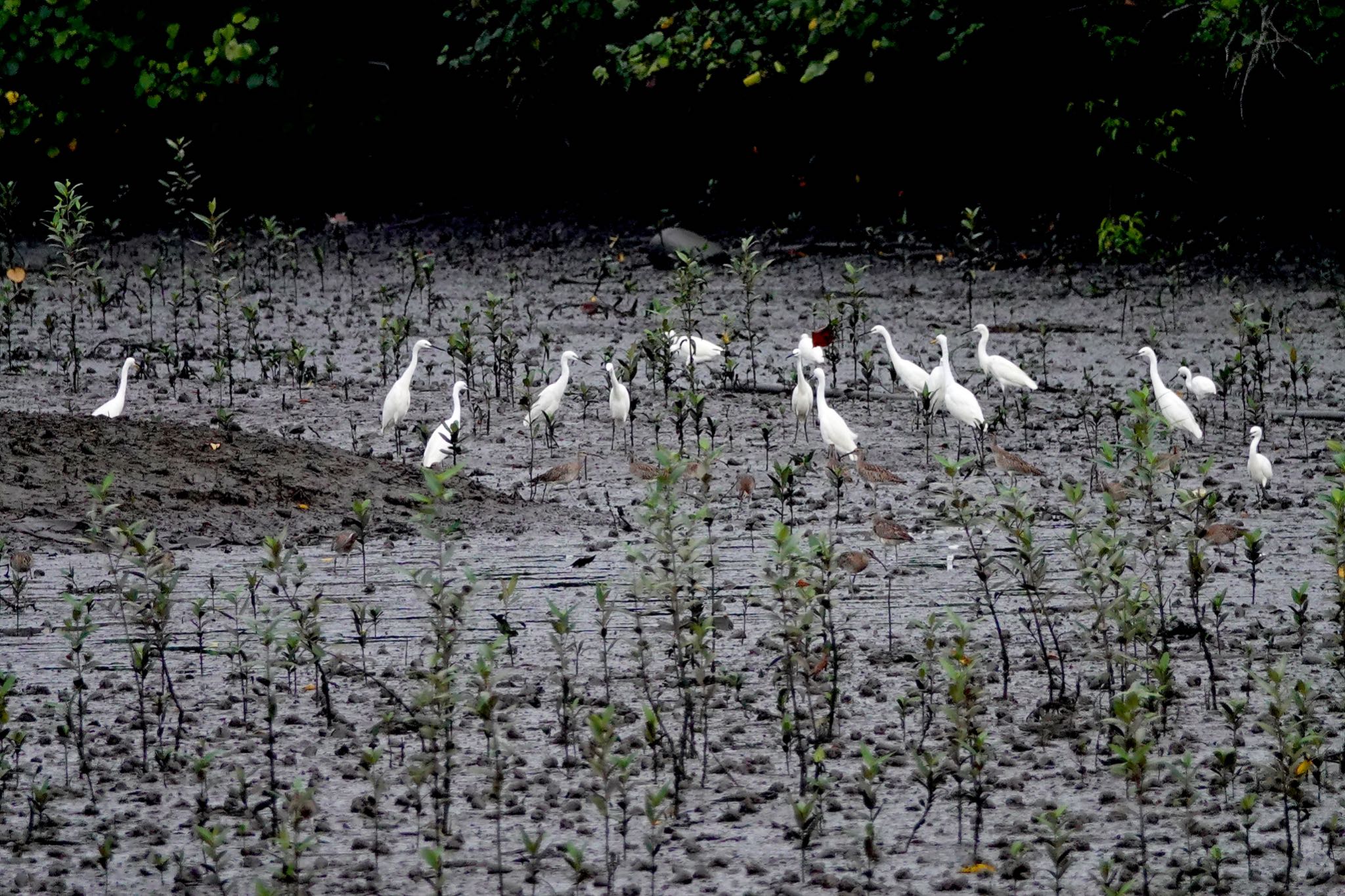 Sungei Buloh Wetland Reserve コサギの写真 by のどか