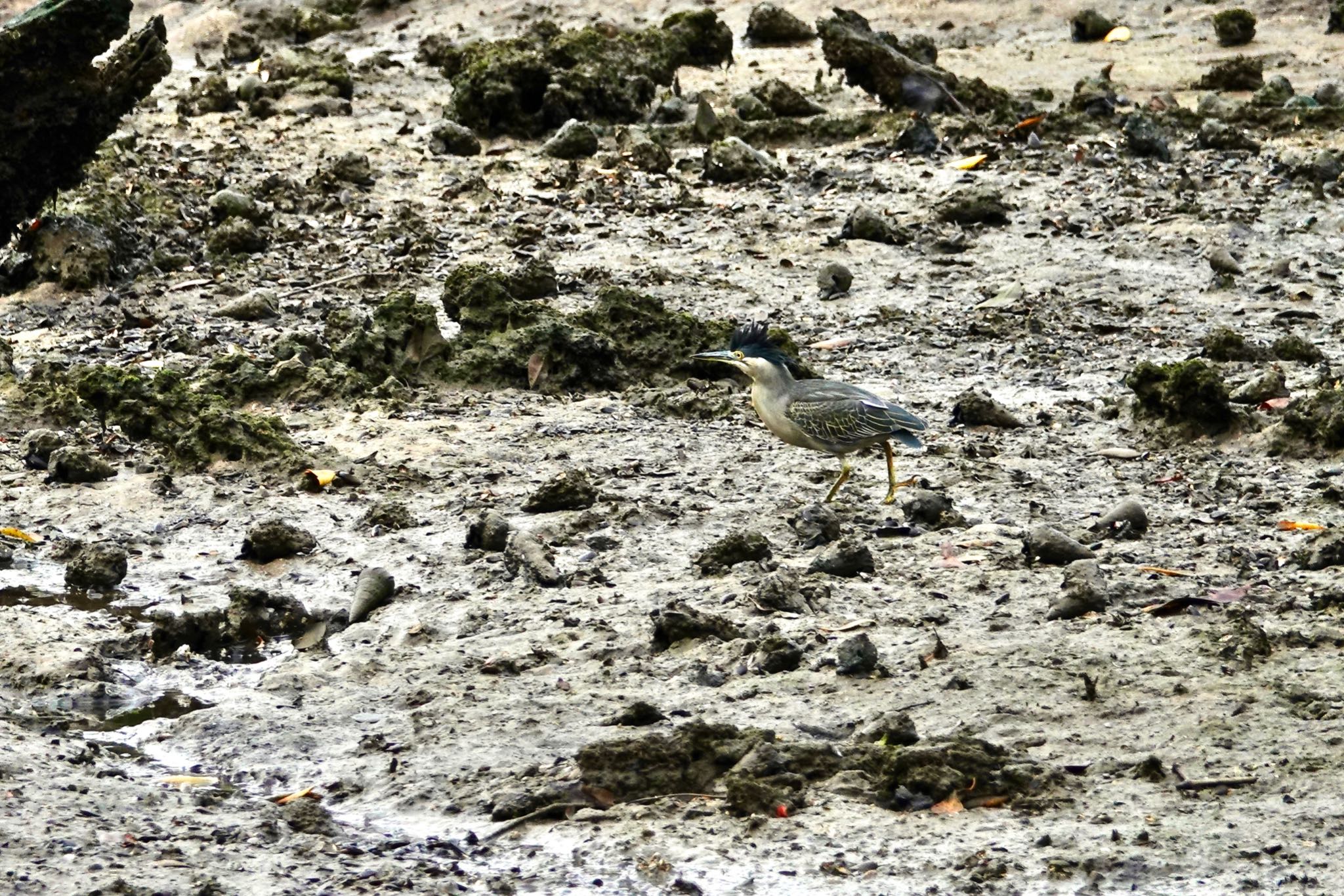 Striated Heron