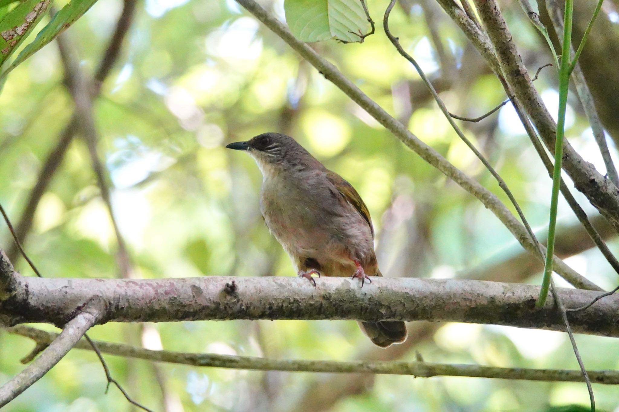 Streak-eared Bulbul