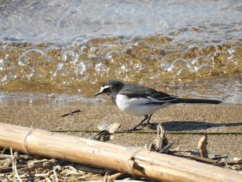 Japanese Wagtail 国営木曽三川公園 ワイルドネイチャープラザ Sun, 2/2/2020