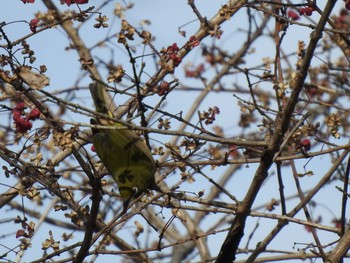 Warbling White-eye 国営木曽三川公園 ワイルドネイチャープラザ Sun, 2/2/2020